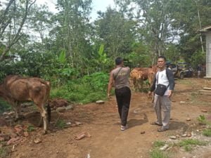 Enam Ekor Sapi dan Satu Orang Pelaku Dibekuk Polsek Tiris Probolinggo