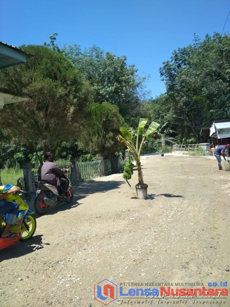Warga Tanam Pohon Pisang Ditengah Jalan, Sebagai Bentuk Protes Terkait Pekerjaan Pelebaran Jalan KH. Nurmahyuddin Kampar