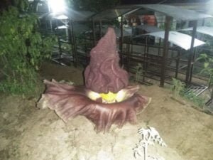 Heboh!.. Bunga Bangkai Tumbuh di Taman Lockdown Bikin Gempar Warga Bekasi