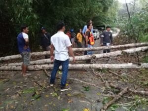 Akibat Hujan Lebat dan Angin Kencang Jalan Penghubung Desa Pendreh dengan Muara Teweh Terhalang Pohon Tumbang