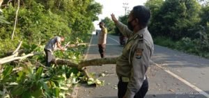 Jajaran Polsek Baradatu Mengevaluasi Batang Pohon yang Tumbang, yang Sempat Mengganggu Pengguna Jalan Melintas