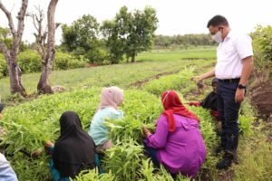 Tingkatkan Kesejahteraan Petani, Bupati Bantaeng Dorong Produksi Pangan Organik