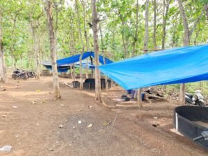 Polres Way Kanan Gerebek Judi Sabung Ayam di Kampung Bhakti Negara Baradatu