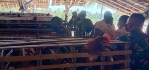 Bintara Otsus Kodim 0822 Komsos Bersama Peternak Ayam Petelur