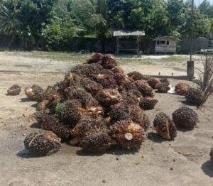 Akibat Nyuri Buah Sawit Sebanyak 1,8 Ton Milik Poktan Mulia Sejahtera, Pelaku Ditangkap Polsek Kampar Kiri Hilir