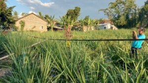 Masyarakat Resah, Kabel Sentral Listrik JTR  di Wonosari Bondowoso Nyaris Sentuh Tanah