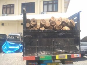 Lagi, Diduga Sonokeling Ilegal Diamankan Perhutani Bondowoso