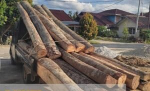 Polres Kampar Tangkap Dua Pelaku Ilegal Logging di Kawasan Cagar Alam Bukit Bungkuk Kuok
