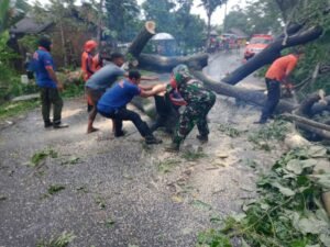 Babinsa 0822/06 Tamanan dan Masyarakat Singkirkan Pohon Tumbang Pasca Puting Beliung