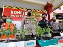 Pertama Kali di Kabupaten Probolinggo, Jaringan Pelaku Narkoba Jenis Ganja Dibekuk Polres Probolinggo