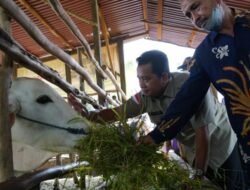 Petani dan Peternak Banyuasin Terima Bantuan Sapi dan Unggas
