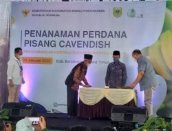 Pemkab Bondowoso bersama Kementerian Perekonomian Tanam Pisang Cavendish