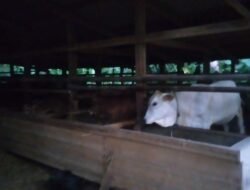 Bantuan UPPO Tahun 2020, Dikelompok Marga Mukti Tentang Spesifikasi Bantuan Patut Dipertanyakan