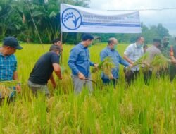 Petani Panton Rayeuk Panen Perdana Padi Organik Binaan Mecdo E&P Malaka