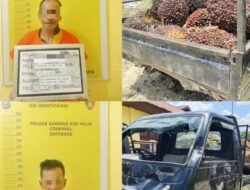 Sering Resahkan Warga, Dua Pelaku Pencuri Buah Kelapa Sawit Berhasil di Ringkus Polsek Kampar Kiri