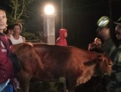 Aksi Pencurian Sapi Berhasil Digagalkan Anggota Polres Probolinggo bersama Warga