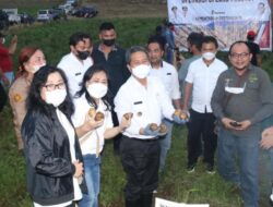 Wabup Minsel PYR bersama Kementerian Pertanian RI Panen Kentang di Lokasi Upland Projeck