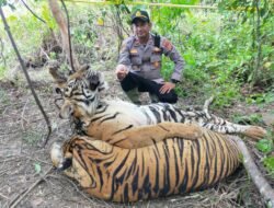 Dua Ekor Harimau Sumatra Ditemukan Mati di Pedalaman Aceh Timur