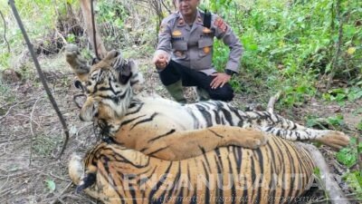 Dua Ekor Harimau Sumatra Ditemukan Mati di Pedalaman Aceh Timur