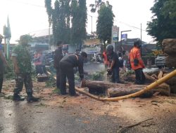 Gerak Cepat Babinsa Kodim 0822 Bondowoso dan Instansi Terkait Atasi Pohon Tumbang