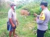 Cegah Penyakit Hewan Ternak, Bhabinkamtibmas Kelurahan Polsek Kuta Lakukan Monitoring Menjelang Hari Kurban
