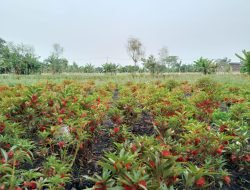 Warga Pasuruan Sukses Bertani Bunga Gondel dan Sedap Malam