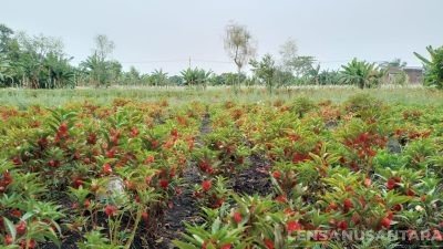Warga Pasuruan Sukses Bertani Bunga Gondel dan Sedap Malam