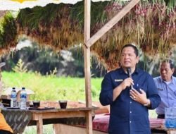 Wali Kota Padang Sidempuan Hadiri Panen Bawang Merah Di Desa Huta Padang