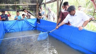 Pemkab Tapsel Upayakan Tingkatan Usaha Ikan Lele dan Bebek Petelur Terintegrasi