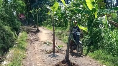 Delapan Tahun Jalan Tidak Diperbaiki, Warga di Jember Tanam Pohon Pisang Tengah Jalan