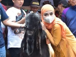 Dengan Membuka Kontes Kambing Etawa, Novita Hardini Yakin Berdampak Ekonomi Kepada Peternak di Trenggalek