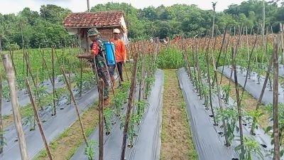 Tingkatkan Hasil Produktivitas, Babinsa Posramil 0826-12 Kadur Pamekasan Bantu Pemupukan Petani Cabai