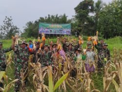 Kodim 0822 Bondowoso Panen Jagung Program TNI AD