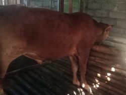 ASW Satu Tahun Jadi Buron Maling Sapi, Akhirnya di Amankan Polsek Sumberjambe Jember