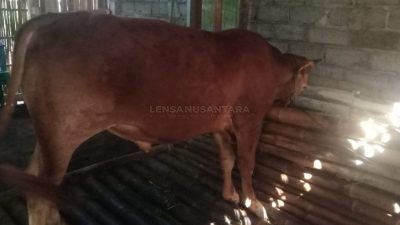 ASW Satu Tahun Jadi Buron Maling Sapi, Akhirnya di Amankan Polsek Sumberjambe Jember