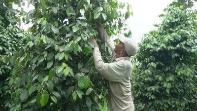 Penyedap Rasa Pembangkit Asa Warga Desa, Lada Sambas Solusinya