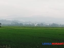 Petani di Banjarnegara Pasrah, Akibat Langkanya Pupuk Subsidi dan Mahalnya Non Subsidi