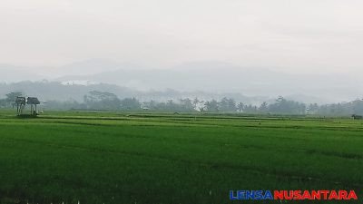 Petani di Banjarnegara Pasrah, Akibat Langkanya Pupuk Subsidi dan Mahalnya Non Subsidi