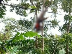 Nahas..!! Berniat Bersihkan Pohon Warga Jember Tersengat Listrik