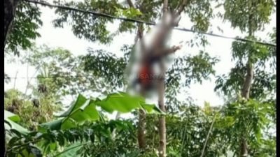 Nahas..!! Berniat Bersihkan Pohon Warga Jember Tersengat Listrik