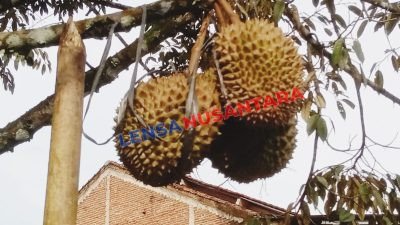 Srikandi, Salah Satu Desa Sentral Durian Lokal Banjarnegara