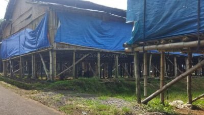 Ribuan Lalat Serbu Warga Biting Jember, Diduga Dampak dari Kandang Ayam Potong