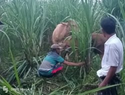 Polisi Gagalkan Pencurian Sapi di Jember, Begini Kronologisnya