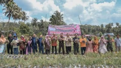 Wali Kota Padang Sidempuan Panen Perdana Bawang Merah di Sabungan Jae