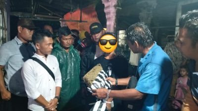 Satresnarkoba Polres Pasaman Barat Kembali Meringkus Pengedar Ganja di Ujung Gading