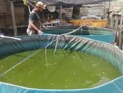 Unik..!! Desa Pancakarya di Jember Dijuluki Kampung Lele