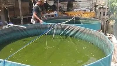 Unik..!! Desa Pancakarya di Jember Dijuluki Kampung Lele