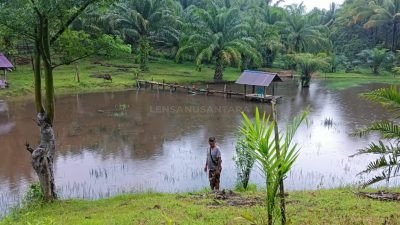 Pemda Kaur Berikan Bibit Ikan Mas Kepada Masyarakat Secara Gratis