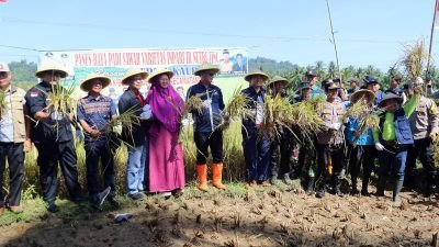 Gelar Panen Raya Seluas 54 Hektar, Bupati Lismidianto Optimis Kaur Jadi Lumbung Padi di Provinsi Bengkulu