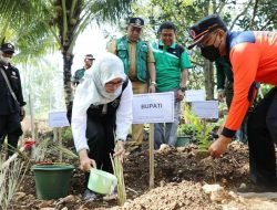 Tanggulangi Tanah Gerak dan Longsor di Binangun, Bupati Blitar Tanam Puluhan Ribu Rumput Vetiver